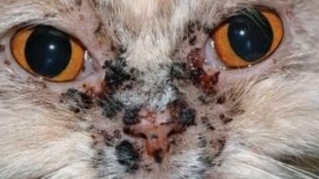 PERSIAN CAT | Personality, History, Health, Care, etc. | inPAWmation смотреть онлайн