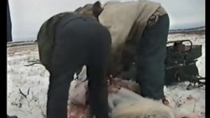 Охота на северного оленя