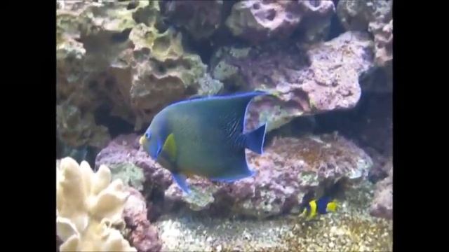 Palmitos Park - Aquarium смотреть онлайн