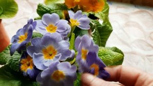 Первоцветы.