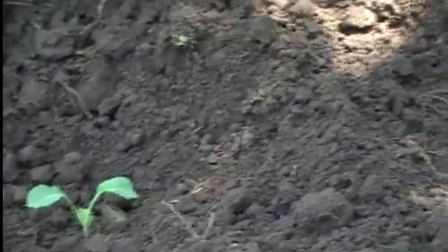Как вырастить капусту без рассадным способом. Сад и огород выпуск 171 смотреть онлайн