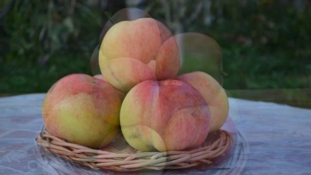 Сорт яблони Данила смотреть онлайн