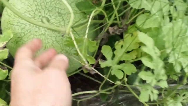 ЛУЧШИЕ СОРТА АРБУЗОВ в ТЕПЛИЦЕ. 08.08.2021. #огорододача смотреть онлайн