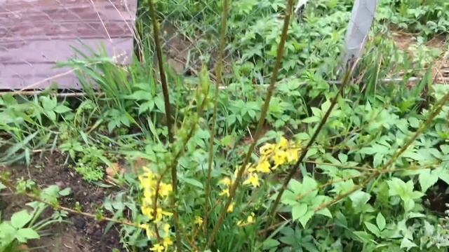 ВЛОГ «Кайфуем, сегодня мы с тобой кайфуем» / «Как сырники, мам ?» 7 мая 2020 г. смотреть онлайн