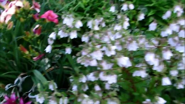 ✿?My beautiful ''Always Afternoon''oriental day lilies flowers are blooming?✿ смотреть онлайн