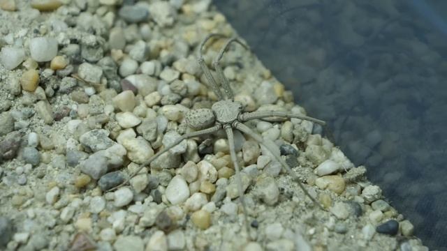 SAND SPIDERS GETTING BUSY! смотреть онлайн