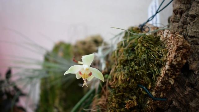 PARAPHALAENOPSIS SERPENТILINGUA  -  описание и основы ухода