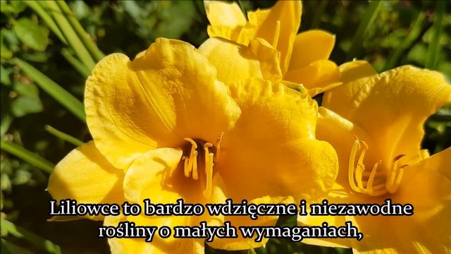 Liliowiec Stella de Oro - Hemerocallis - najdłużej kwitnący Liliowiec-Uprawa i Pielęgnacja смотреть онлайн
