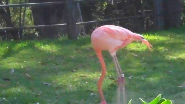 Flamingo Spa Brawl смотреть онлайн