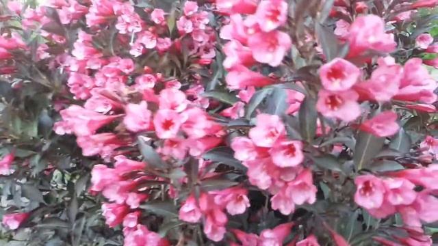 Вейгела Минор Блэк . Weigela Minor Blak . смотреть онлайн