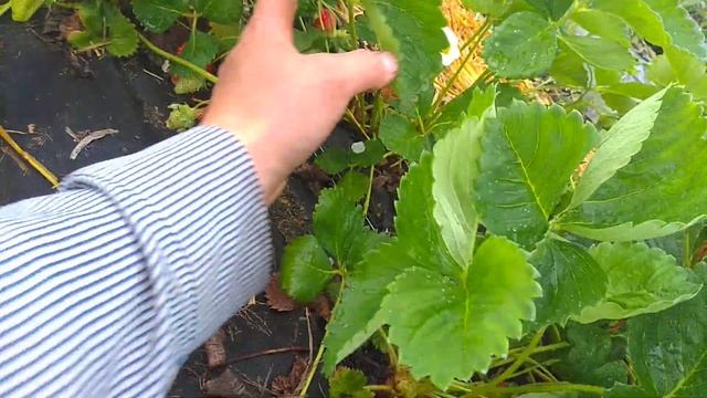 Долгожданная клубника!!сорт Азия!! 7мая!! смотреть онлайн