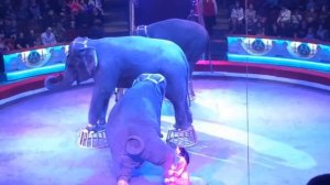 Цирк Никулина на Цветном. Супер представление в цирке со слонами.