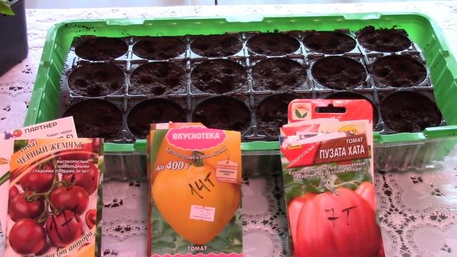 Мы уже сажаем томаты!!! смотреть онлайн