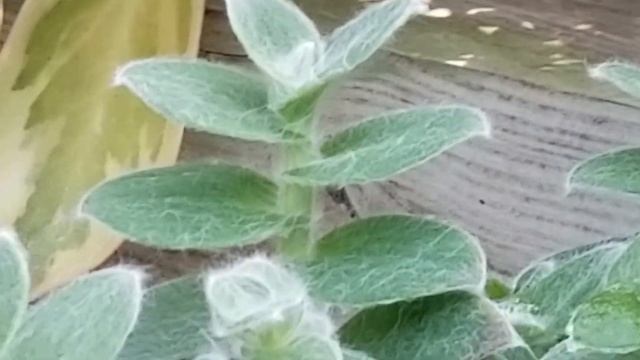 TRADESCANTIA SILLAMONTANA 'WHITE VELVET' PLANT - NORTHEAST MEXICO