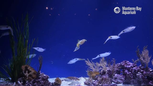 2 Hours Of Squid To Relax/Study/Work To | Lofi Hip Hop | Monterey Bay Aquarium Krill Waves Radio