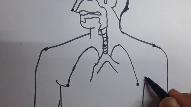 Dots की मदद से Human respiratory system Diagram // Easy Human respiratory system Diagram смотреть онлайн