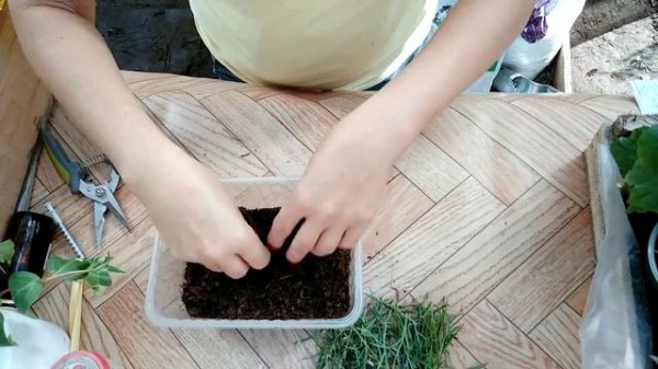 Алиссум вегетативный Сноу принцесс. Черенкование.