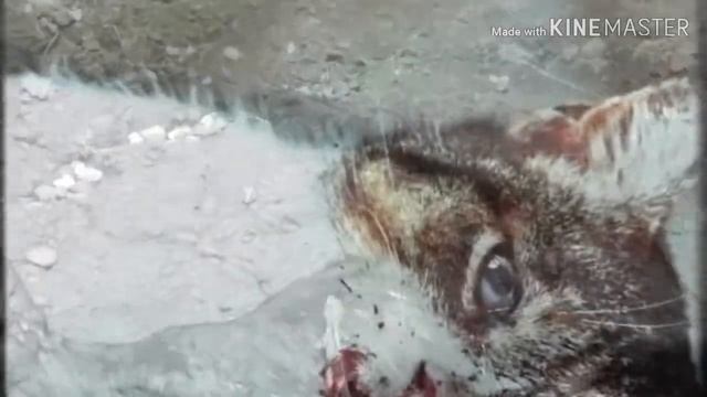 Стих " Уродливый Кот ". смотреть онлайн