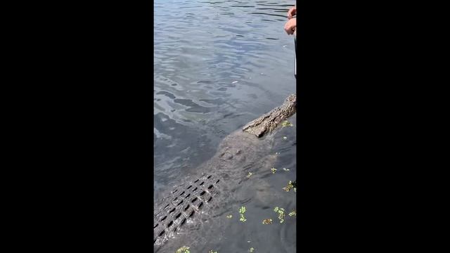 Giant Croc Leaps Out of the Water!! ?? смотреть онлайн