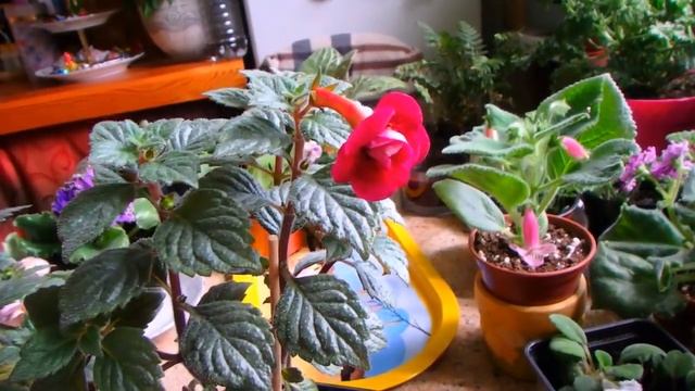 услада для глаз)) что цветёт дома в июне смотреть онлайн