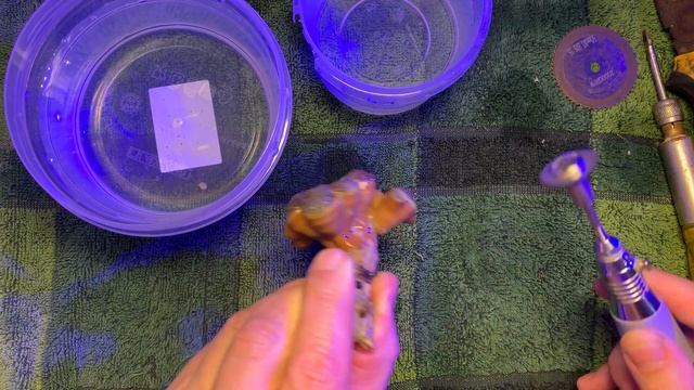 Фрагую кораллы | Дункан (DUNCAN SP)