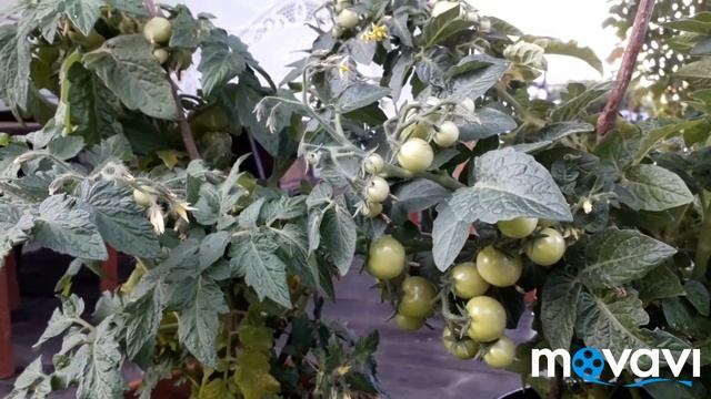 Обзор сада 23.07.19/Переделки в саду/Гортензии зацветают/Голубика/Розы/Лилии/Хосты-гиганты смотреть онлайн