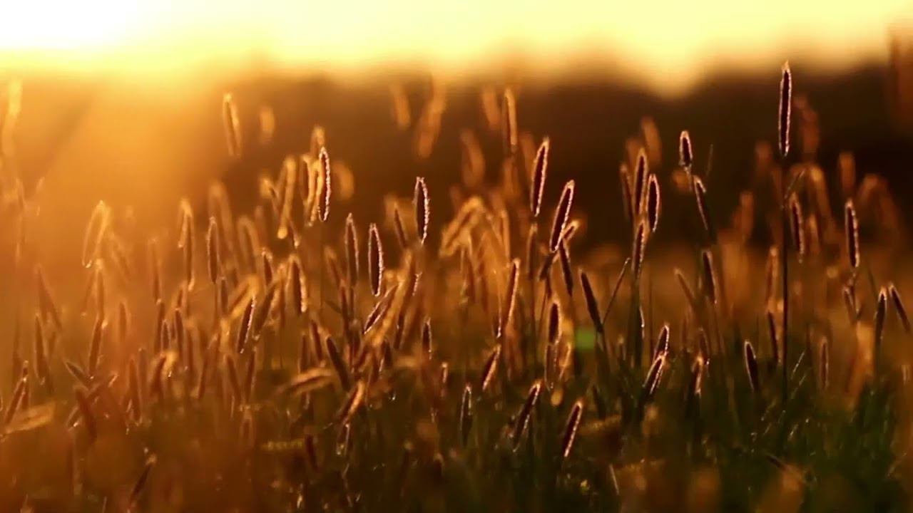 Falling Asleep In An Angel's Embrace #sleepmusic #classicalmusic #relaxmusic #calmmusic #studymusic