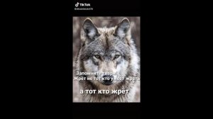 Подборка мудрых цитат волков АУФ☝️ #3