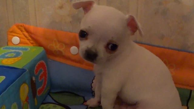 Funny dog Videos-Mirashow/Chihuahua puppies.Щенячий микс смотреть онлайн