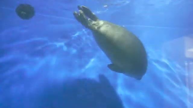 Просто забавные нерпы