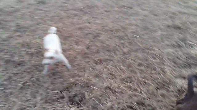 Джек рассел против стаффа смотреть онлайн