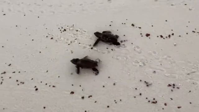 #Seychelles Seychelles Islands | Cousine Island | release baby hawksbill sea turtles ? into the sea смотреть онлайн