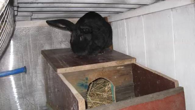 Маточник для кролів невдалий експеримент .