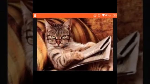 ТОП 12 фактов о кошках!♥ смотреть онлайн