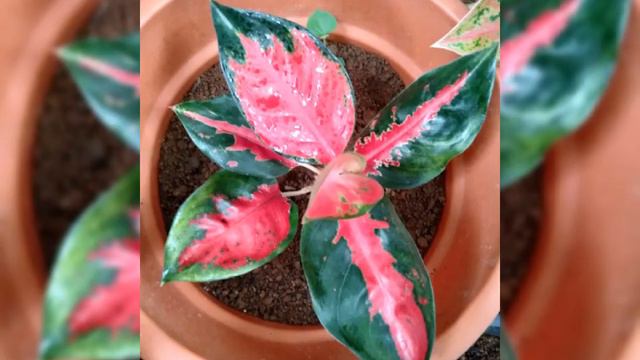 Aglaonema collections смотреть онлайн