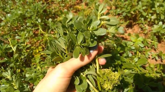 Ремонтные Факторы