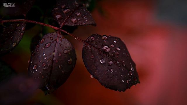 Relaxing Music with Rain and Piano - Sad, Sleep, Background Music 2020 смотреть онлайн