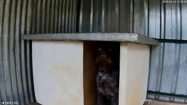 Кормление щенков DD смотреть онлайн