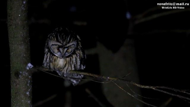 Ушастая сова (Asio otus) 21.02.2019 Moscow смотреть онлайн