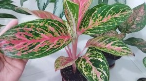 Обзор моих аглаонем/ Аглаонемы в апреле/ Комнатные цветы