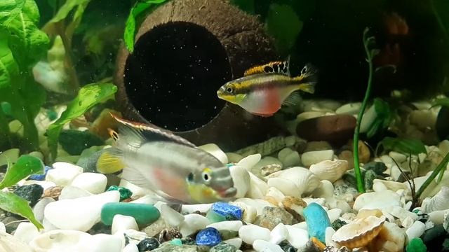 Пельвикахромис пульхер (Pelvicachromis pulcher) смотреть онлайн