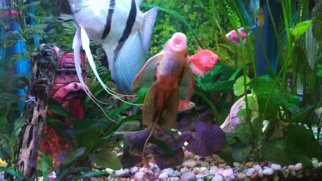 Анциструс вуалевый леопардовый ( Ancistrus Dolichopterus Var.)