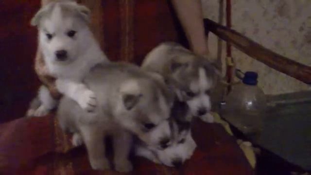 маленькие хаски-1 смотреть онлайн