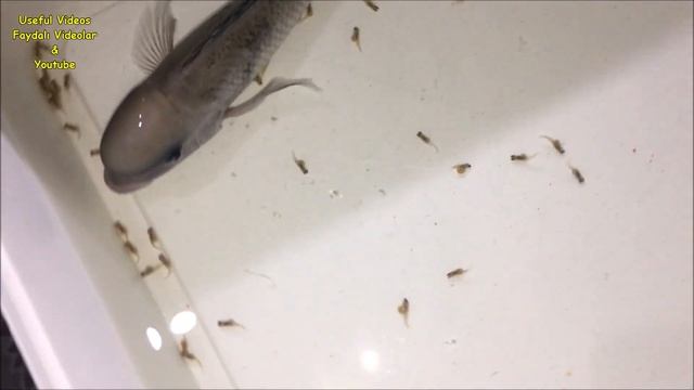 Mother Dolphin fish gives birth to 85 live baby fish ???? смотреть онлайн