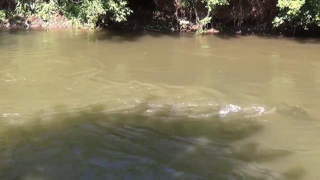 Лесная речка.Футаж смотреть онлайн