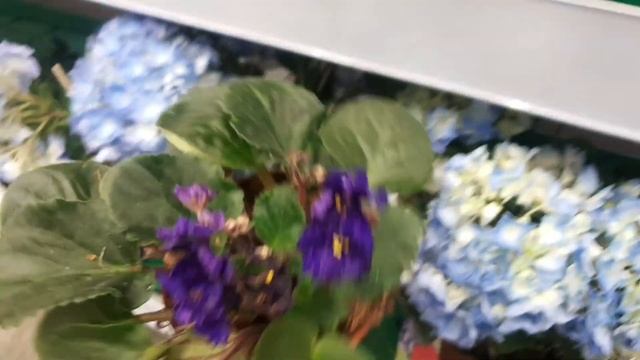 ??Небольшая уценка цветов в Бауцентре☘⚘ смотреть онлайн