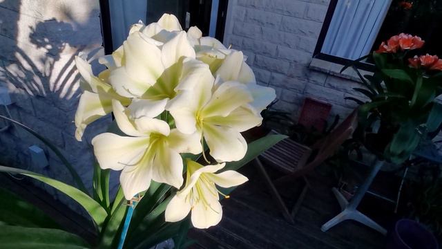 #green clivia@kapcoastsunset cliviaseascapes смотреть онлайн