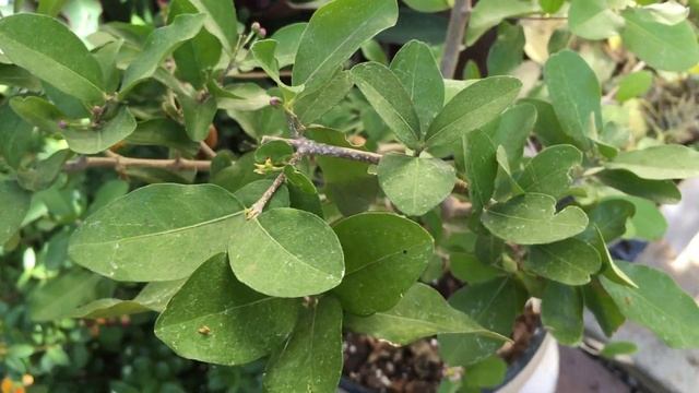 Fast Fruiting, Super Fruit On Tiny Tree, Acerola Barbados Cherry