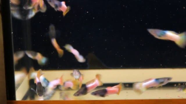 черно синие+малахит+полурозовые+полурозовые 2018 смотреть онлайн