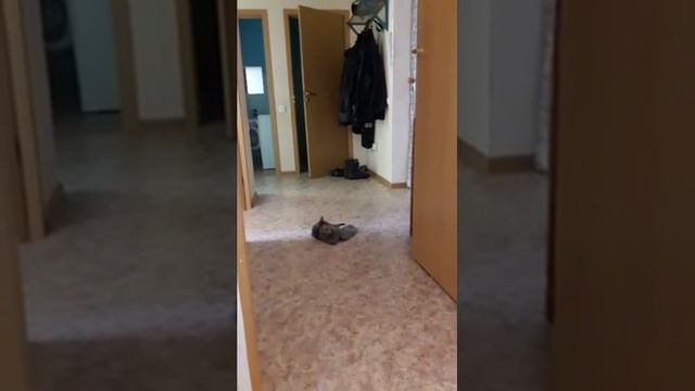 Бешеный кот😀 смотреть онлайн